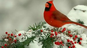 27-12-25Жизнь в деревне Хроника дня