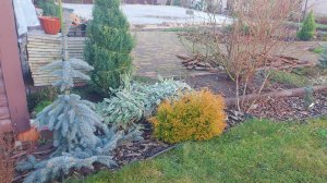 Конец декабря☃️ На даче зацветает эрика,морозник набрал бутоны🌸