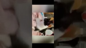 смешные котики (перезалиф)