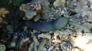 Ochetostoma baronii.