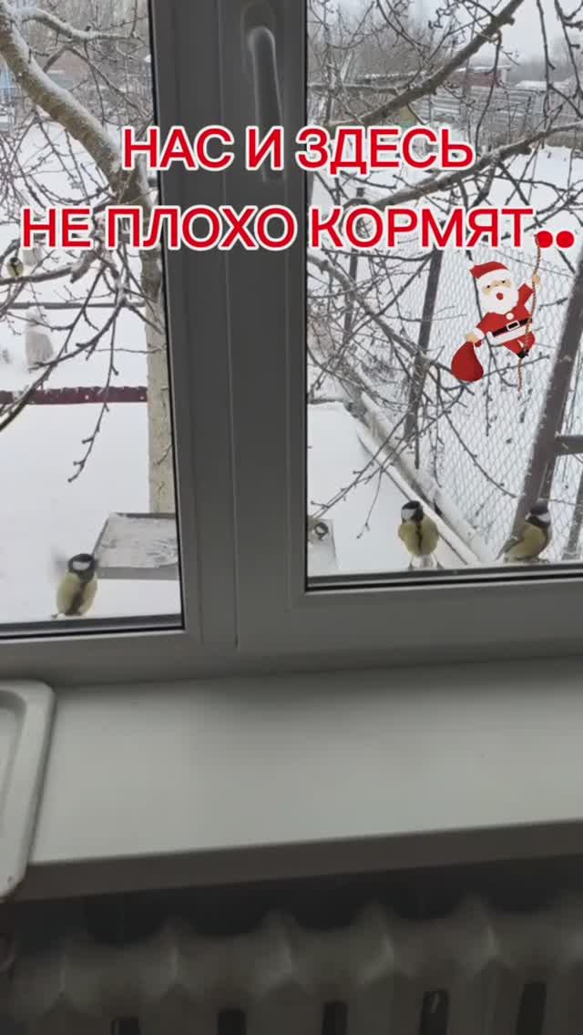 Нас и здесь не плохо кормят... смотреть онлайн