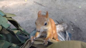 Старая знакомая. Ласковая белка. Июль 2023