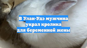 В Улан-Удэ мужчина украл кролика для беременной жены