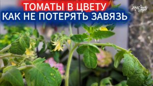 ТОМАТЫ В ЦВЕТУ: СПАСАЕМ ЗАВЯЗИ ОТ ОПАДАНИЯ ЗА 5 МИНУТ!