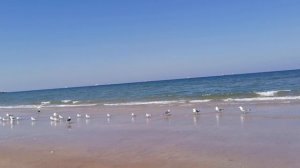 Море и чайки