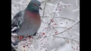 28 декабря - Трифонов день. Народные приметы и традиции