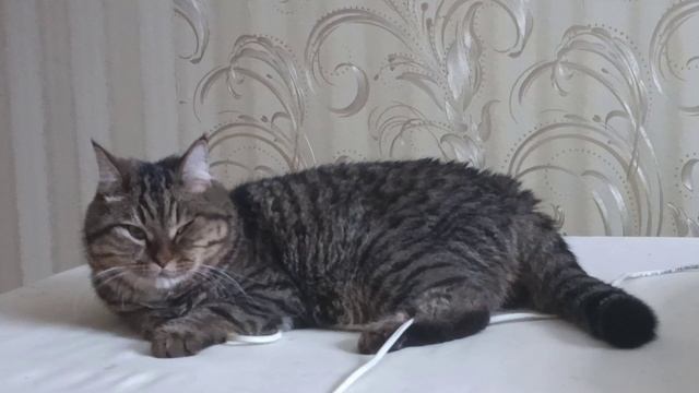 Сказка 12 месяцев с Барсиком