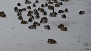 Утки на Плотинке. Екатеринбург