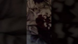 Реборн Илона