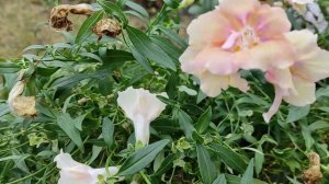 КАК СЭКОНОМИТЬ НА покупке СЕМЯН ЦВЕТОВ? ДЕЛАЕМ из ОДНОЛЕТНИКОВ МНОГОЛЕТНИКИ! #цветы #львиныйзев