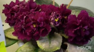 .27.12.2025.Москва.Выставка фиалок в Доме фиалок.