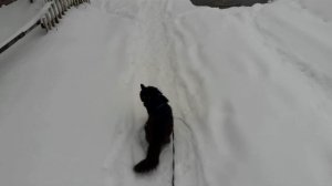 Слайд- шоу. Мишкины прогулки.