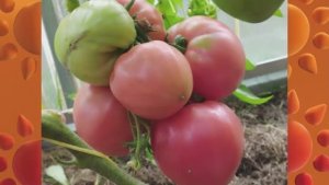 Томаты селекции Алифирова.  т. 89229284031