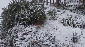 Вот и у нас первый снег!