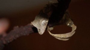 Геккон, из Мадагаскара !