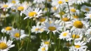 Шикарная_музыка_Это_лучшая_музыка_для_души_Очень_красиво