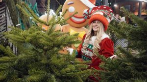 Специалисты дали совет по выбору лучшей рождественской елки