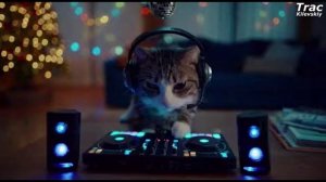 Какой была бы новогодняя ночь у питомцев. Время танцев, давайте пушистики, вы готовы?