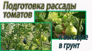 Подготовка рассады томатов к высадке в грунт. Октябрина Ганичкина