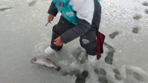 Голодная Форель на два поводка