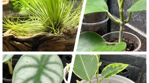 Еще один спасеныш из Пятерочки! Обзор контейнеров с укореняшками!