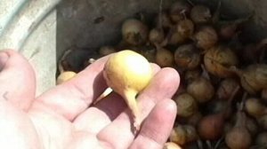 Выращивание лука севка