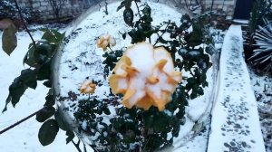 Розы со снегом