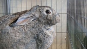 Неверный муж вместе с любовницей украл кролика для беременной жены