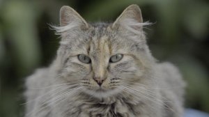 Котики - BEST 4K HDR 60FPS🌿Dolby Vision