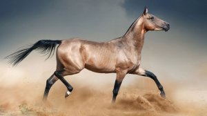 «Крылатые скакуны»: в Туркменистане к Новому году представили яркое цирковое шоу