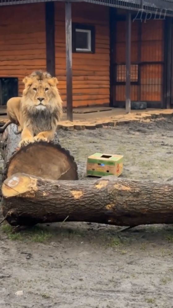 ШЕРХАН подарок не заценил. #шерхан_тайган #шерхан #лев #lion #юмор #shortvideo смотреть онлайн