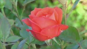 Светлана  - ( Премьера песни 2025, премьера видеоклипа, 2025).