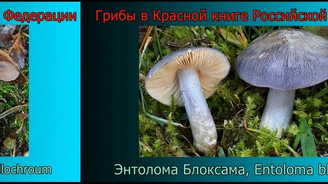 Красная книга Российской Федерации Грибы Полный пере? смотреть онлайн