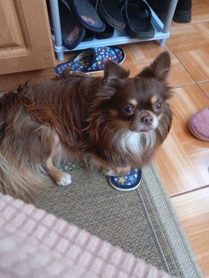 ндпдоак  не