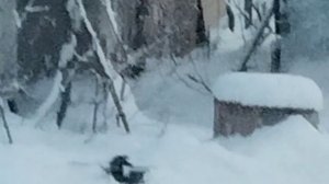 Субботнее декабрьское утро