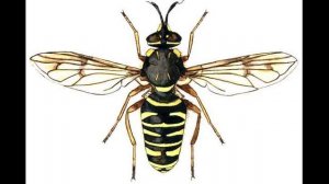 О полезных насекомых