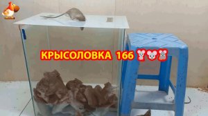 Крысоловка вариант (166) 🐀 Как сделать крысоловку своими руками и поймать кучу крыс 🐀🐁🐀