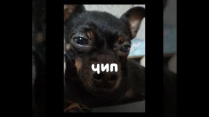 lv_0_20251227111702.mp4