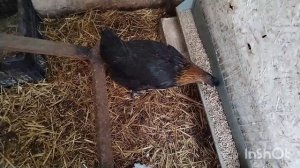 Завалило снегом. Спасаю пернатых. Первое яйцо от молодок. Жизнь на юге.