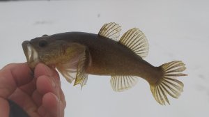 ЛОВИМ РОТАНА НА ОЧЕНЬ КРАСИВОМ ОЗЕРЕ!