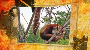 Красная ПАНДА !