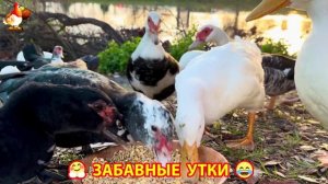 Забавные утки мускусные и пекинские на свободном выгуле со своими друзьями ч.(327) ❣️🤗😂