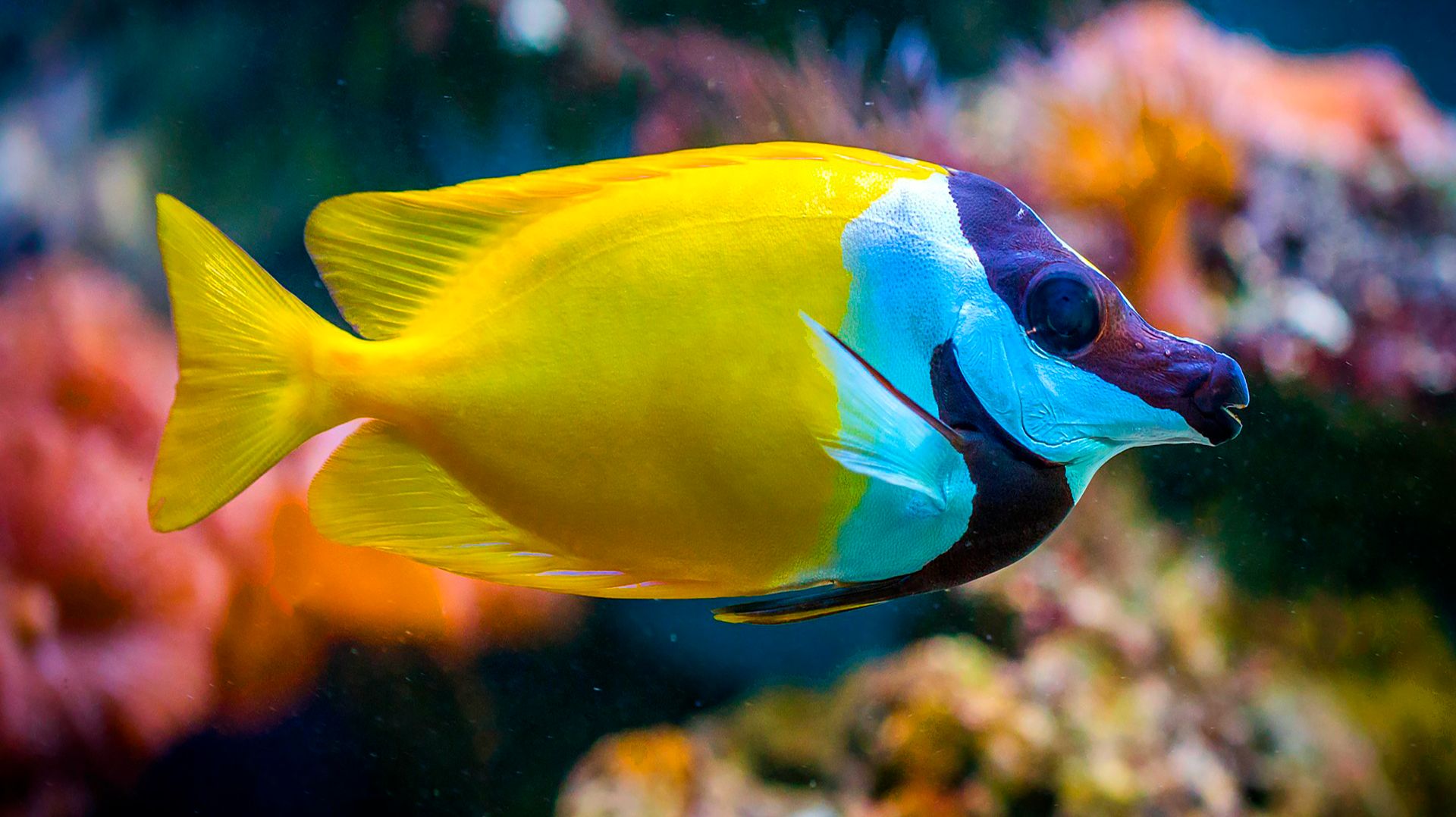 🐠 НЕВЕРОЯТНО КРАСИВАЯ УСПОКАИВАЮЩАЯ МУЗЫКА ДЛЯ СНА 🎵 МЕДИТАТИВНАЯ РАССЛАБЛЯЮЩАЯ МУЗЫКА ДЛЯ ДУШИ смотреть онлайн