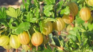 ЧТО НЕ ЛЮБИТ КРЫЖОВНИК?  5 противопоказаний при выращивании крыжовника