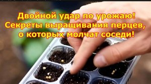 Двойной удар по урожаю, секреты выращивания перцев, о которых молчат соседи!