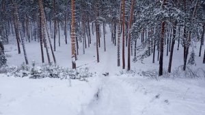 с новым годом