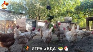 Кормление кур овощами и фруктами для зарядки и от скуки 🥗🐓🤗  (24)