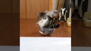 Главное, что мне удобно! 😺