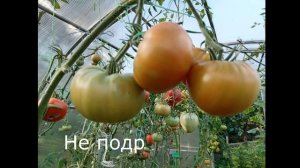 ТОМАТЫ ДЛЯ ТЕПЛИЦЫ. ЧТО ЖЕ ВЫБРАТЬ?