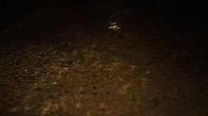 Расслабляющий звук дождя и ветра в лесу 3 часа _ Капли дождя падают с деревьев под порывами ветра